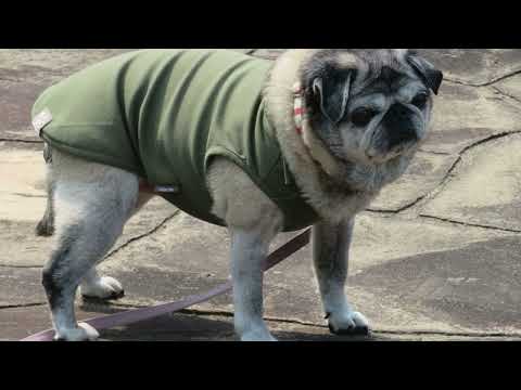 2026/3/29-2パグのマリアさん。Pug  Maria.