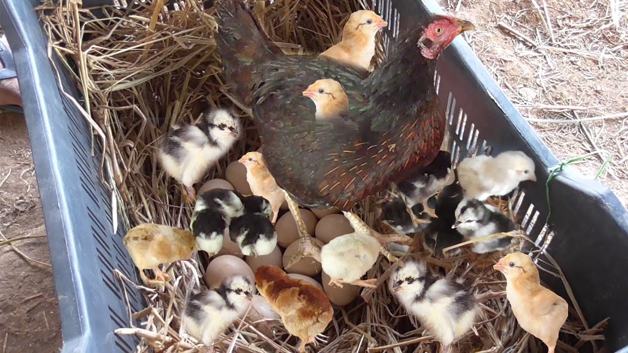 Amazing Murgi Hen naturally harvesting eggs to chicks | New Born baby Chicks Video | VillajeTV