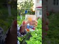 #potatoplants #gardeningtips #gardenmistakes #homesteadlife #vegetablegarden #blightprevention
