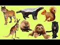 Los animales salvajes para niños | Aprender Animales salvajes | El Sonido de los Animales