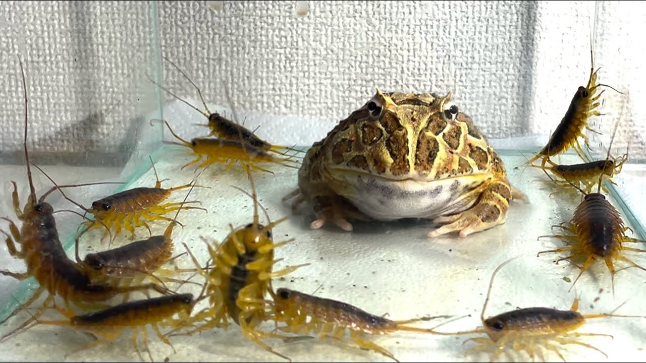 When you p💩💩p in front of the giant hornet ... / Pacman frog , African bullfrog【LIVE FEEDING】