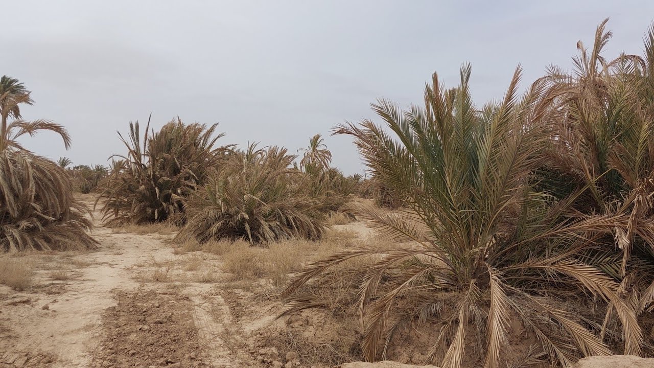 جولة في ضواحي قصر اولاد الزهراء...