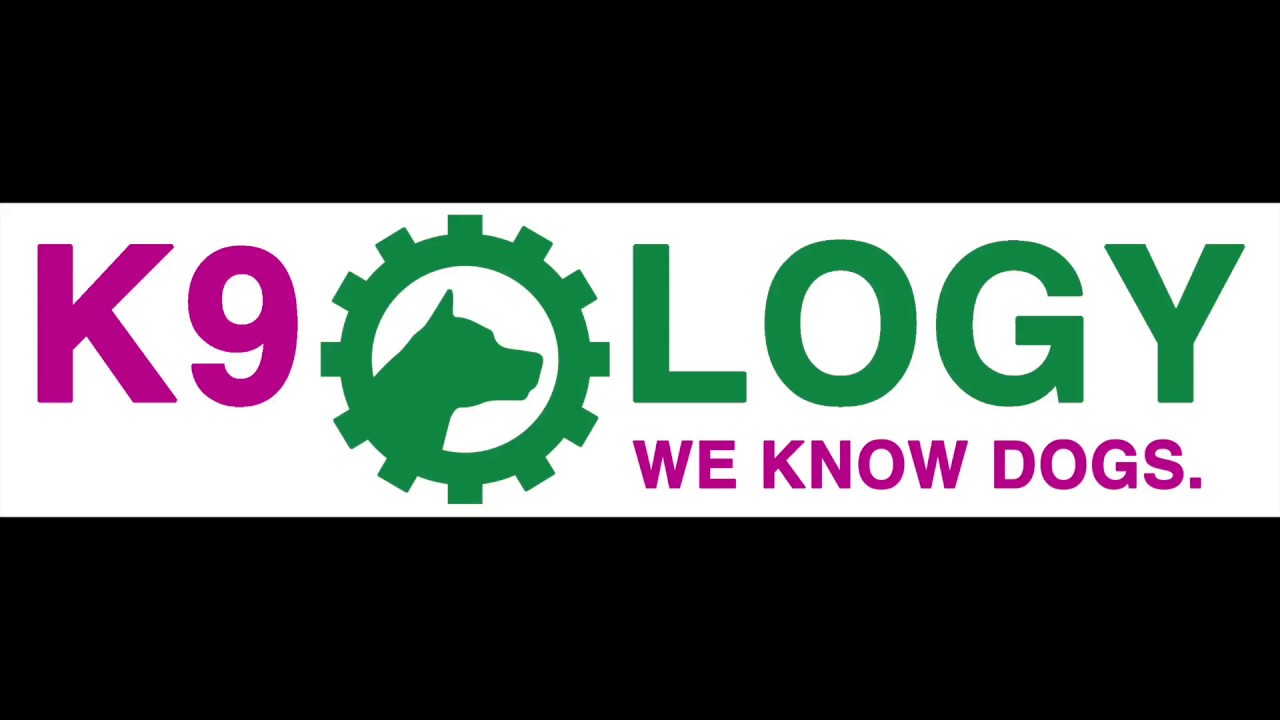 Service Dogs: A Look At What They Do