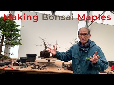 Making Bonsai Maples