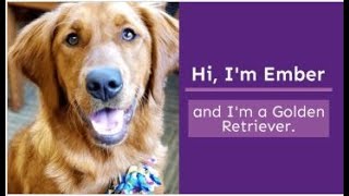 Project Canine Virtual Therapy Dog Visit with Ember Golden Retriever