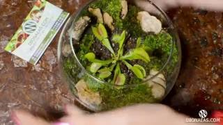 Подробная посадка венерина мухоловка - Флорариум - Charlie flytrap, Dionaea - DIONAEAS.COM субтитры