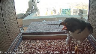 Falcon Cam returns to PPL Building in Allentown