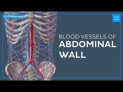 Major blood vessels