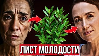 Этот лист убирает морщины — сильнейший природный источник коллагена!