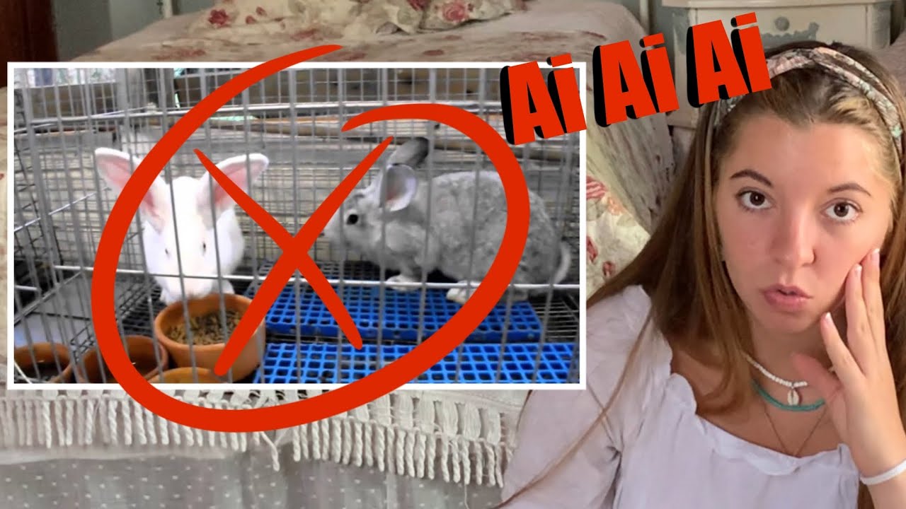 REAGINDO AO HABITAT DE COELHOS SUBSCRITORES - EP:3