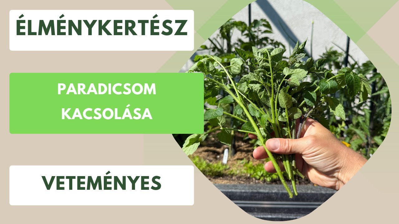 Kacsolás vagy nem? Meglepő eredmény a paradicsomnál!🍅