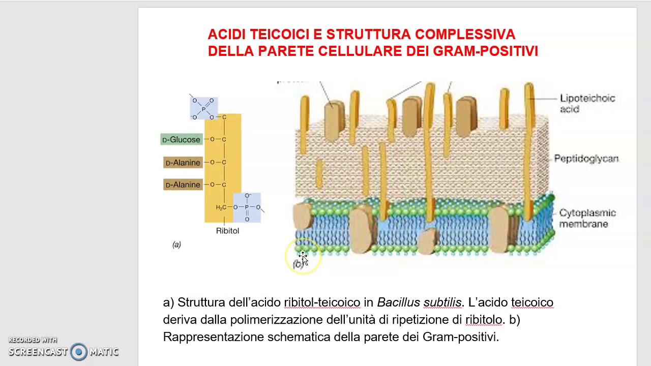 LaPareteCellulare_Gram_Negativi