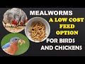 Mealworms a lowcost feed option for birds and chickens