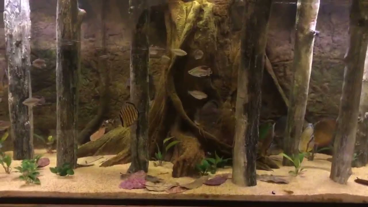 Artificial Aquarium Tree Logs YouTube