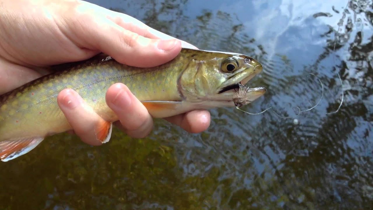 Michigan Creek Trout Fly Fishing Multiple Species! YouTube