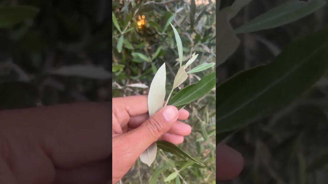 عملية العقد أشجار الزيتون ، هذه الضيعة تتوفر على أصناف متعددة مغربية و أجنبية