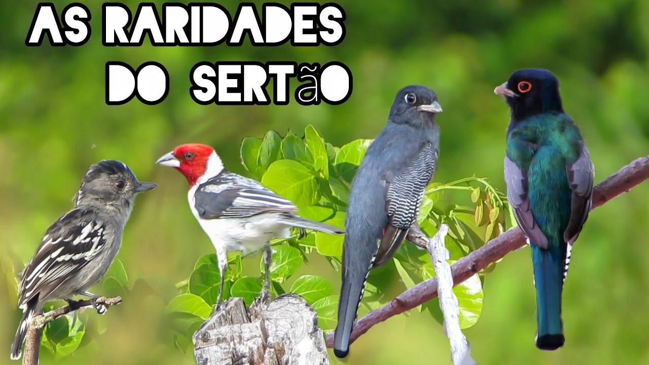 PÁSSAROS encontrados no SERTÃO | FLAGRAS das AVES em meio a CAATINGA VIVA. 🐦📷💚  