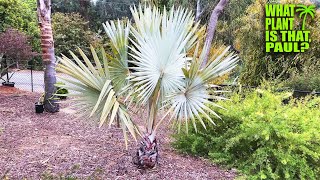 Bismarck Palm - Large Fans With A Striking Blue Gray Color Very Drought Tolerant Slow Growing