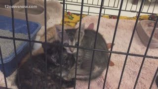 Beaumont Animal Care adoption fees only $31 for Halloween