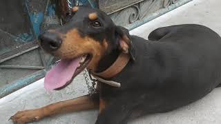 My Pregnant Doberman