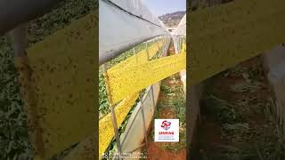 yellow sticky tape roll