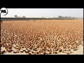 ¿Por Qué No Se Comen Millones de Patos en China?