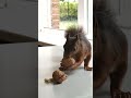 Ja ja der Willi ...#eichhörnchen #animals #fast #büro #cute #pets #cars