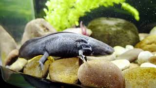 Why Axolotls Matter: From Regeneration to Conservation Why Invasive Species Matter