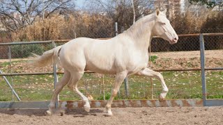 Detailed CREMELLO PRE FOR SALE Details