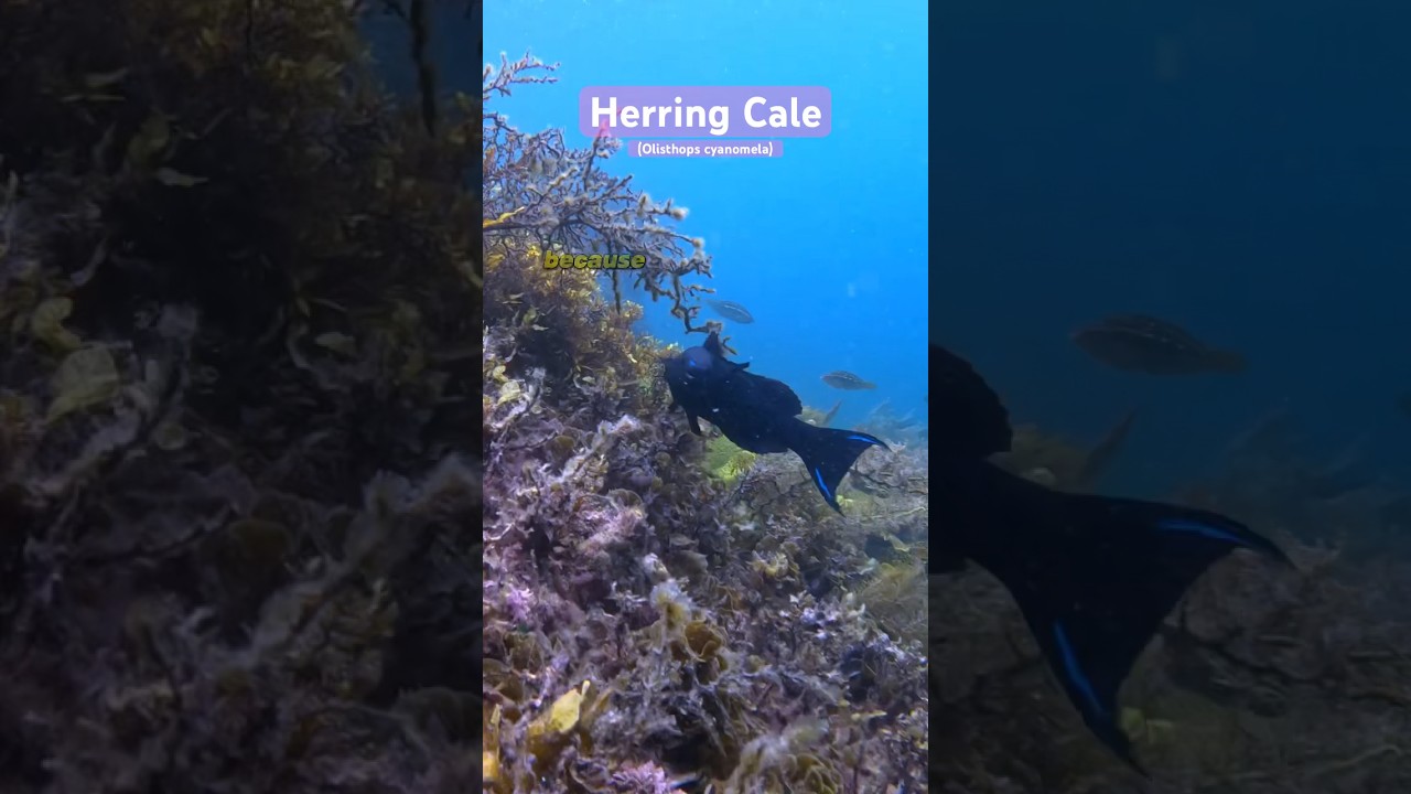 Tail Flashing Herring Cale are stunning fish ! 