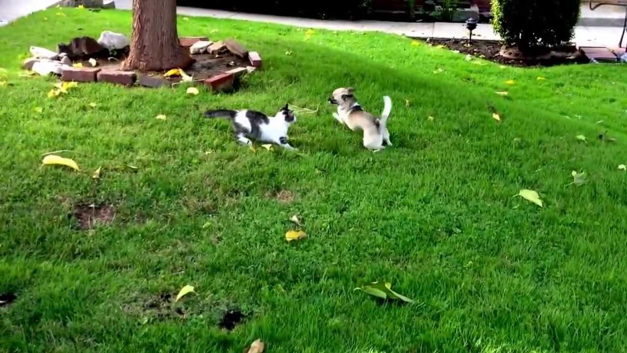 Chihuahua runs over kitten - YouTube
