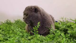 Funny animals.Pets by Pick Motion 189 views 2 years ago 2 minutes, 23 seconds