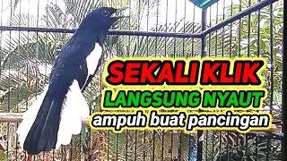 suara burung kacer gacor memanggil lawan ampuh buat pancingan