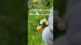 Like voor en vis #fishing #fish #wafter #karpervissen #carp #vissen 