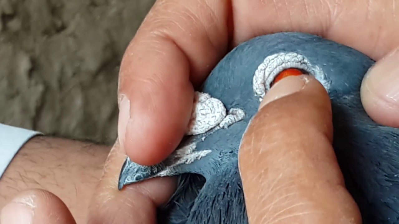 #مربي الحمام و الطيور المختلفة حسن أبو نشوة الحلقة الثانية