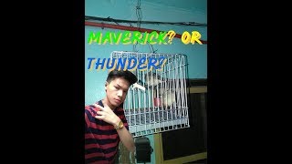 Maverick The Parrot? Or Thunder The Java?