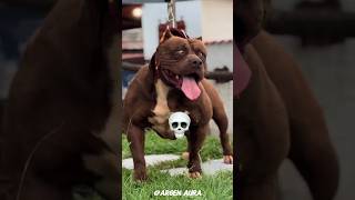 Big Pitbull Dogs Version