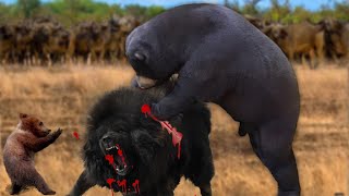 Mother Bear Rescue Baby Bear From The Crowd Of Dogs - Cheetah Hunting Fail - Survival Wild Animal