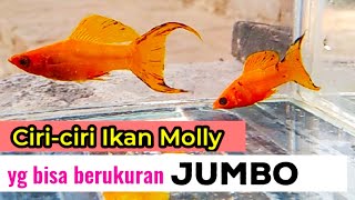 Ciri-ciri Ikan Molly yang bisa berukuran JUMBO