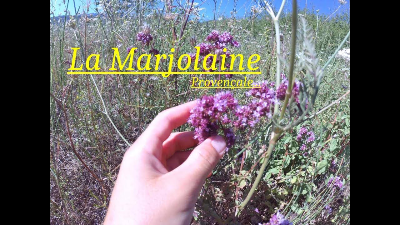 TOUT sur la MARJOLAINE. De la RECOLTE aux PLATS !