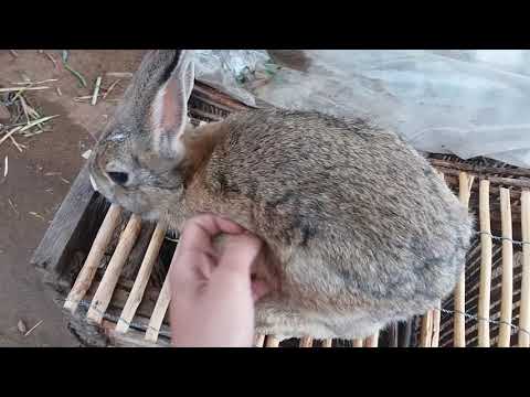 Vídeo: Como Determinar Se Uma Coelha Está Grávida