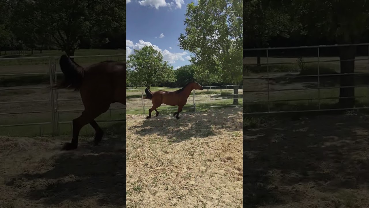 Trot To A Gallop Warmup YouTube