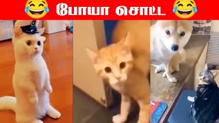 #Funny animals video#இறுதி வரை பாருங்க #காமெடிக்கு நாங்க கேரண்டி