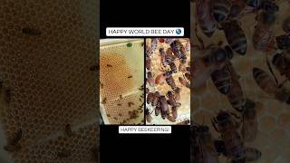 Happy World Bee Day from Apimaye🐝 #worldbeeday #bees #apimaye #beehive