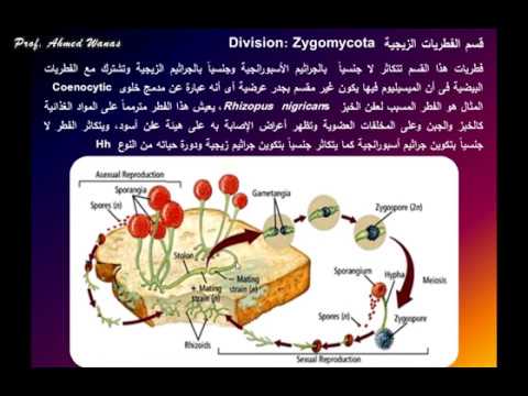 فيديو: الأشنات Foliose: الوصف والخصائص والبنية والميزات