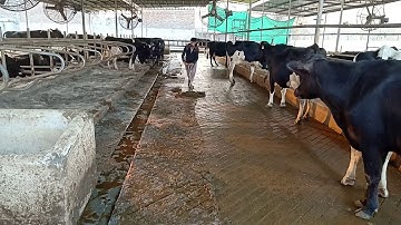 Easy cleaning of dairy manure