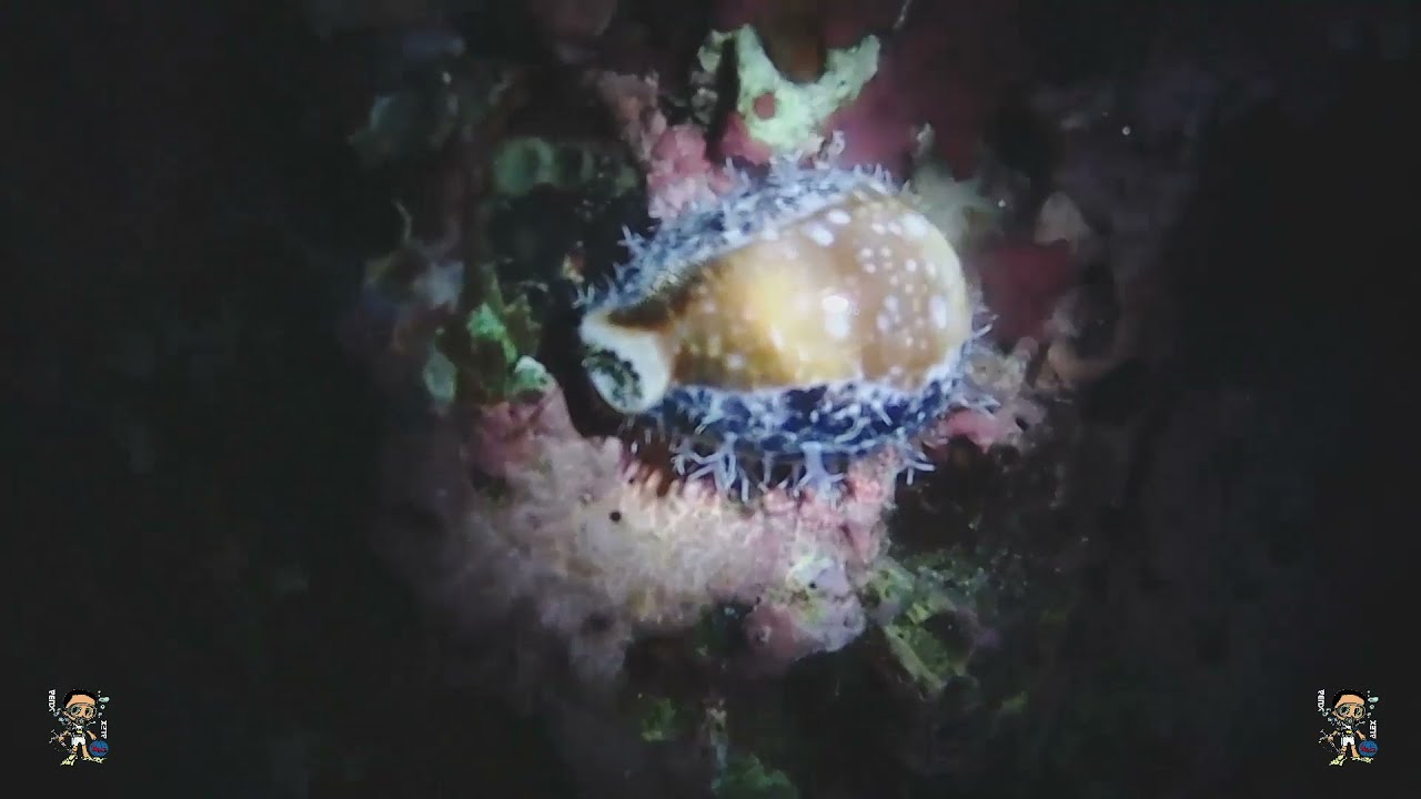 Tiger Cowry Ko Tao Thailand