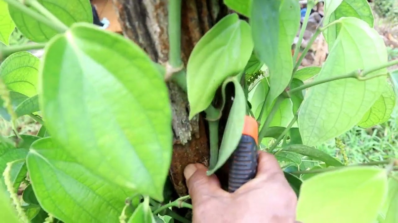 Cara memangkas,Lada agar rimbun dari bawah