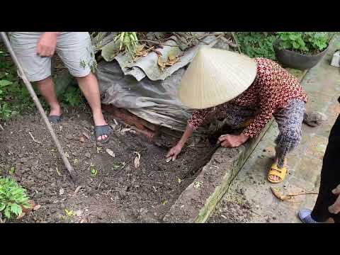 Video Đinh lăng,sâm Việt ngâm rượu bổ thận tráng dương.ngày... - youtube