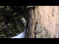 Three-toed Woodpecker (Picoides tridactylus) - male, Slovenia, Nov 2015